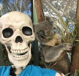 万圣节真人图片,惊悚与欢乐交织的真人秀场